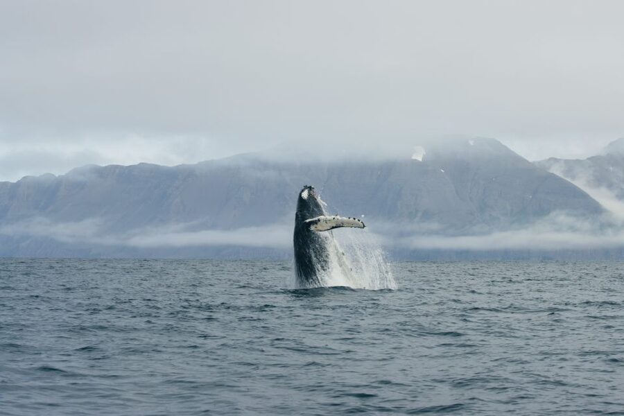 From Dalvik: Arctic Whale Watching in Northern Iceland - Key things I’d plan around