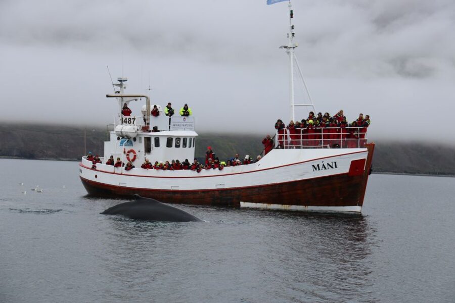 From Dalvik: Arctic Whale Watching in Northern Iceland - Should you book Arctic Sea Tours from Dalvík?