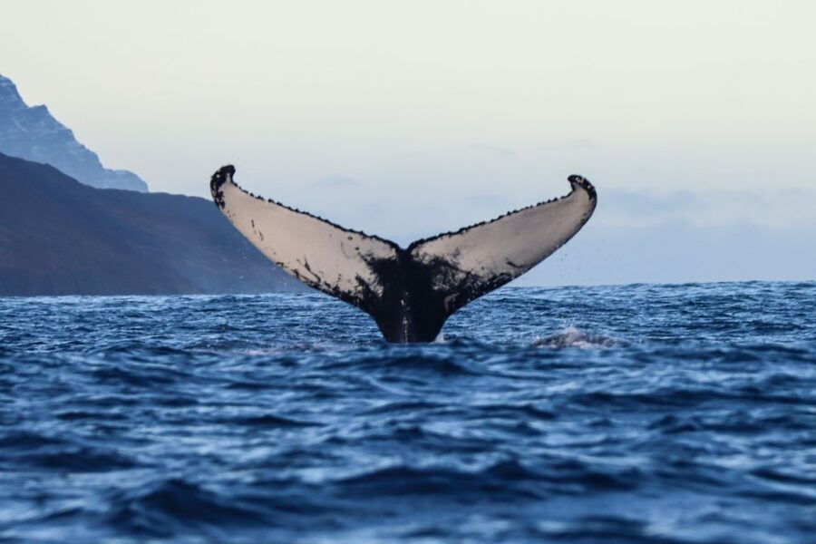 From Dalvik: Arctic Whale Watching in Northern Iceland - Dalvík and Eyjafjörður, why this area makes sense
