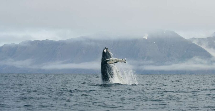 From Dalvik: Arctic Whale Watching in Northern Iceland - Wildlife to hope for, and what “sometimes” really means