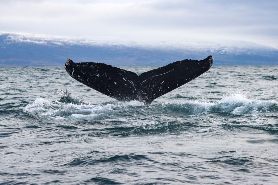 From Dalvik: Arctic Whale Watching in Northern Iceland - How the guide and captain improve your odds in real time
