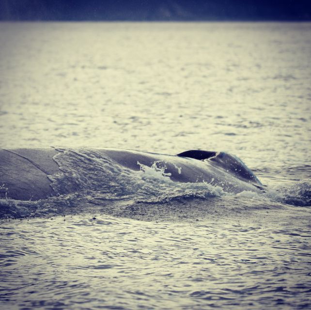 From Dalvik: Arctic Whale Watching in Northern Iceland - Staying warm without turning the day into a logistics puzzle