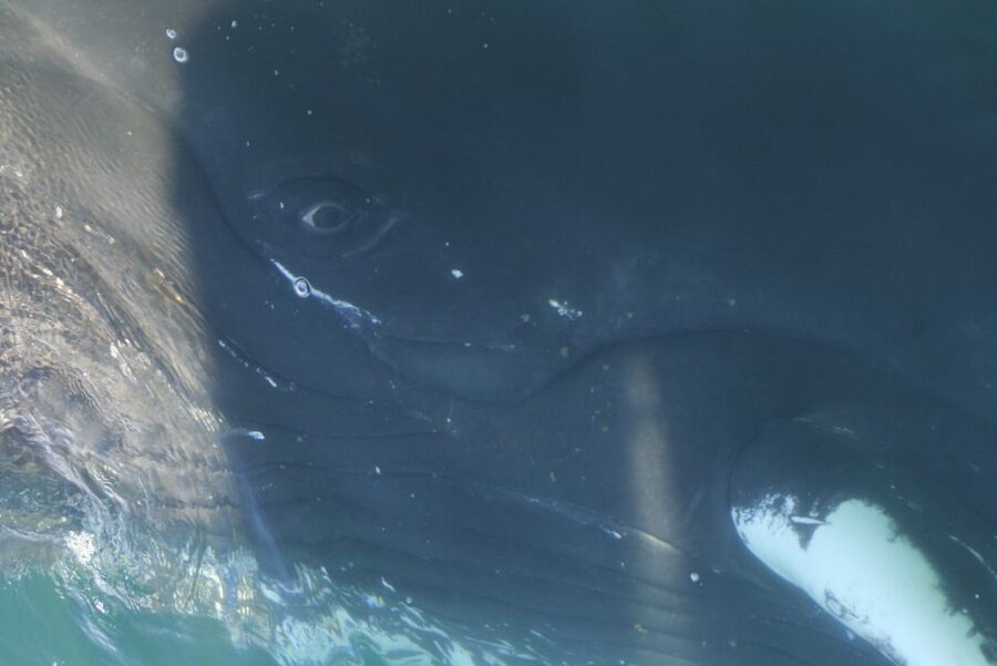 From Dalvik: Arctic Whale Watching in Northern Iceland - Price and value at about $94 for 3 hours