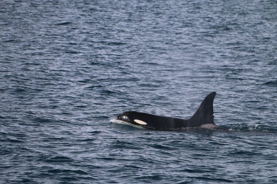 From Dalvik: Arctic Whale Watching in Northern Iceland - Who this fits best, and who might rethink it