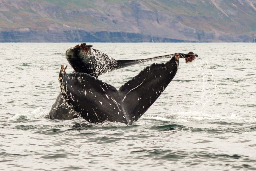 From Dalvik: Arctic Whale Watching in Northern Iceland - Practical booking questions before you commit