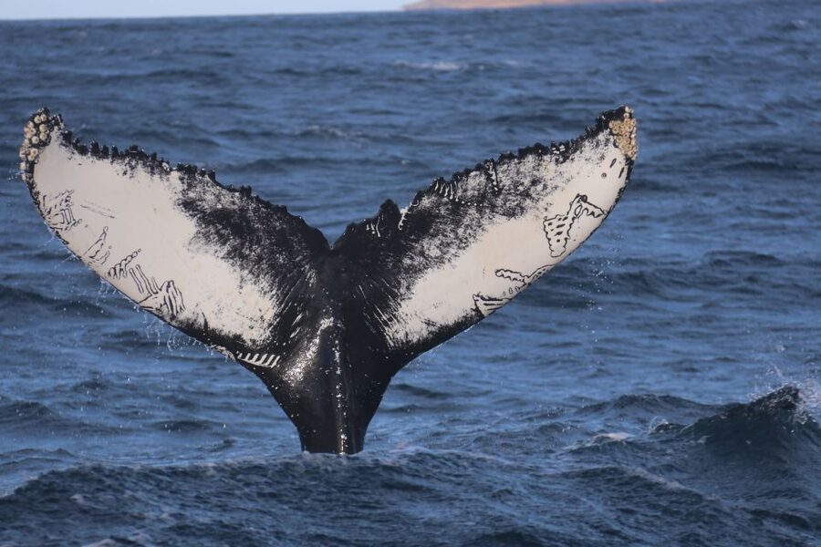 From Dalvik: Arctic Whale Watching in Northern Iceland - The 3-hour cruise plan, stop by stop