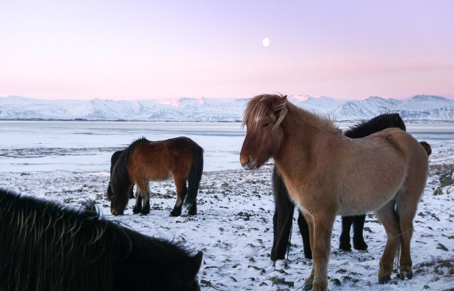 From Reykjavik: 6-Day Icelandic Ring Road Tour - Day 4: Modrudalur Wilderness Driving, Mývatn Hot Springs, and Godafoss