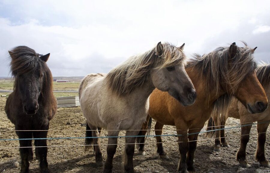 From Reykjavik: 6-Day Icelandic Ring Road Tour - Day 1: Thingvellir to Skógafoss, Then Reynisfjara’s Black Sand World