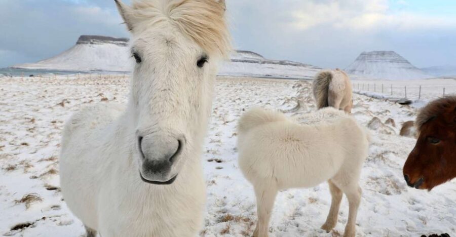 From Reykjavík: Full-day Golden Circle & Horse Riding Tour - Key points before you go