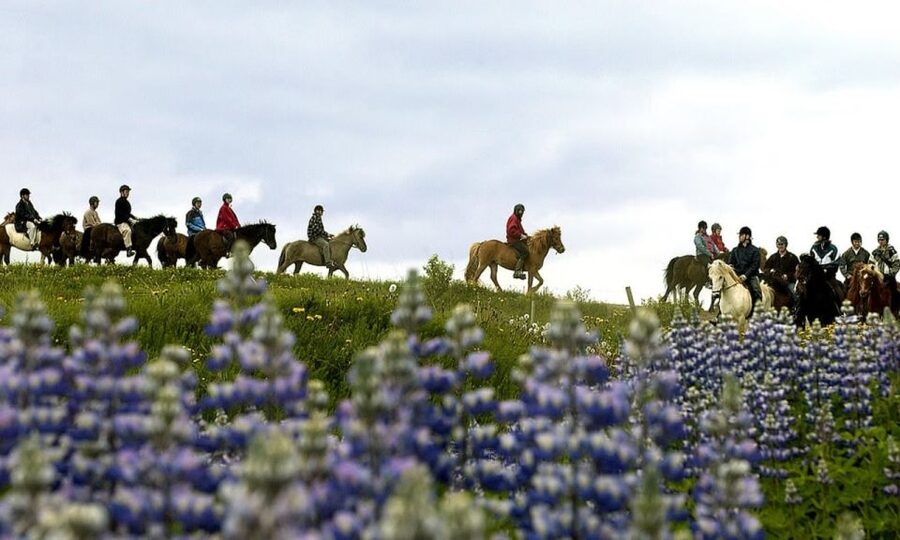 From Reykjavík: Full-day Golden Circle & Horse Riding Tour - Group pace, comfort, and what to bring