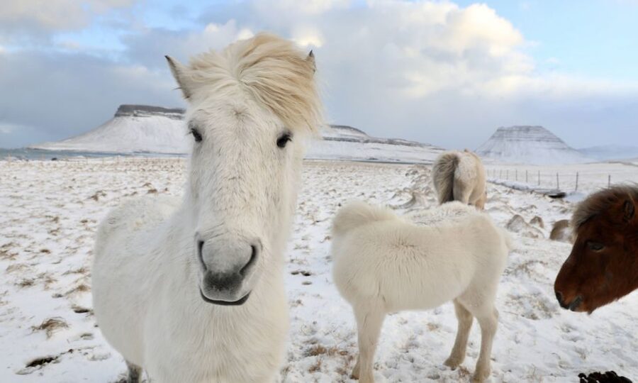 From Reykjavík: Full-day Golden Circle & Horse Riding Tour - Reykjavík pickup and the bus ride south with WiFi