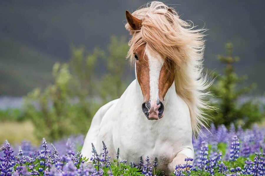 From Reykjavik: Full-Day Horse Riding & Golden Circle Tour - The guide, the bus, and the audioguide: what makes this easy