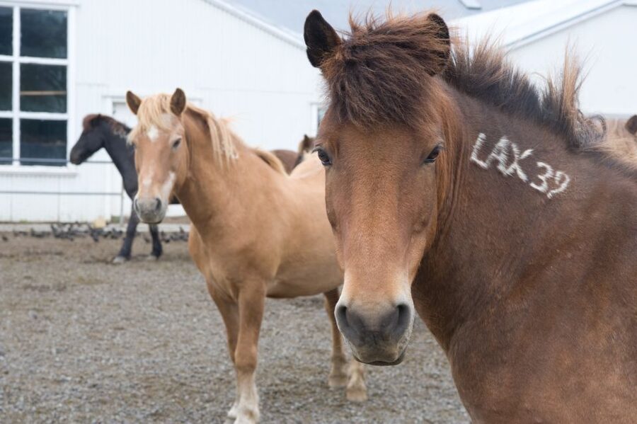 From Reykjavik: Full-Day Horse Riding & Golden Circle Tour - Should you book this Reykjavik horse ride and Golden Circle day?