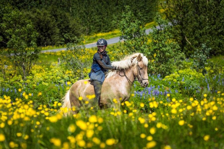 From Reykjavik: Full-Day Horse Riding & Golden Circle Tour - From horses to hotspots: how the Golden Circle portion flows