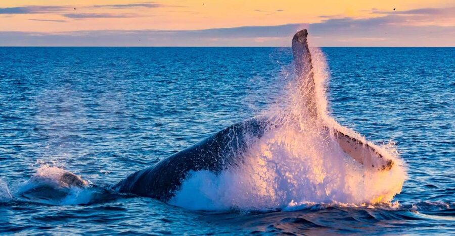 From Reykjavik: Full Day Whale Watching & Golden Circle Tour - Thingvellir National Park: continents collide, then you walk it