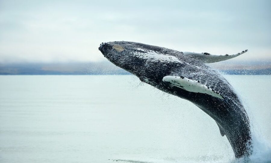From Reykjavik: Full Day Whale Watching & Golden Circle Tour - Geysir: the eruption rhythm makes the stop more exciting