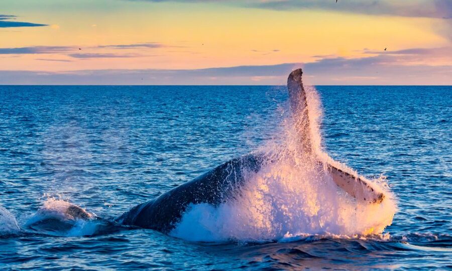 From Reykjavik: Full Day Whale Watching & Golden Circle Tour - Price and value: is $222 a good deal for this much ground?