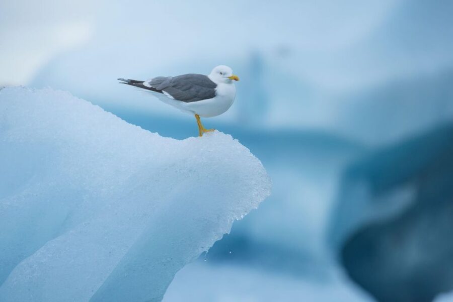 From Reykjavik: Jökulsárlón Glacier Lagoon and Diamond Beach - From pickup to the first stretch breaks: what the 14-15 hours really feels like