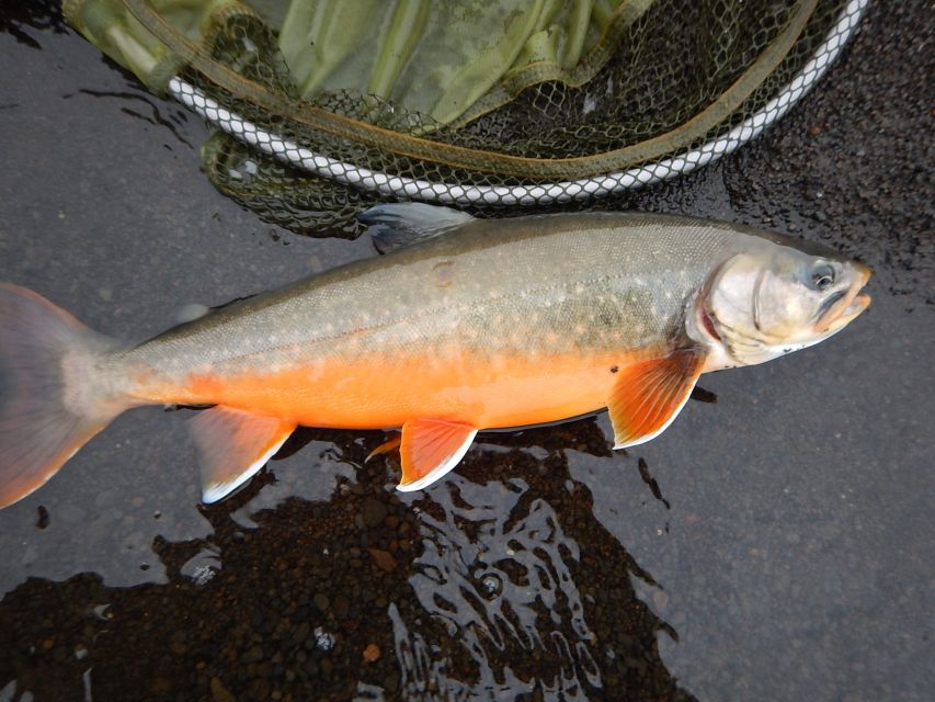 From Reykjavik: Lake and River Fishing Tour - FAQ