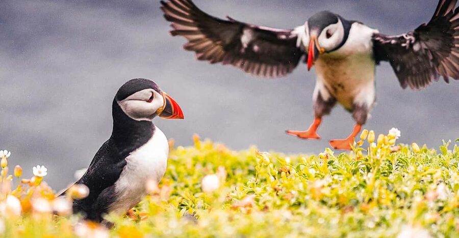 From Reykjavik: Puffin and Volcano Tour in Westman Islands - Key highlights that make this tour worth your time