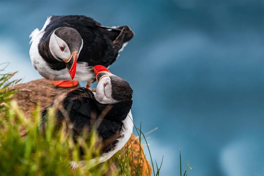 From Reykjavik: Puffin and Volcano Tour in Westman Islands - Skansinn, The Fort, and the Viking wood church near the harbor