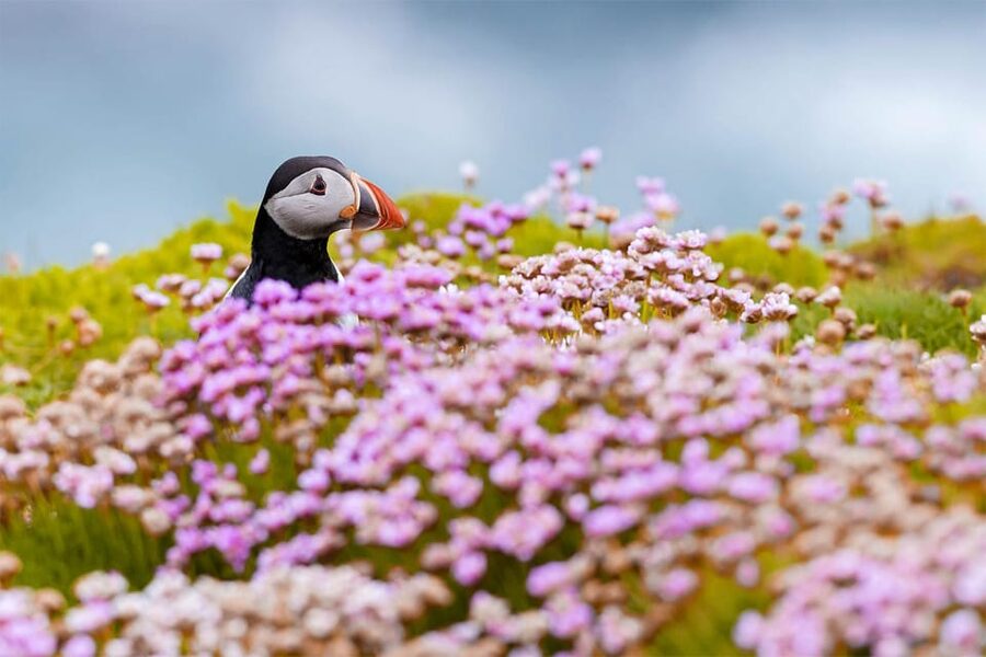 From Reykjavik: Puffin and Volcano Tour in Westman Islands - Price and value: is $272 worth it for you?