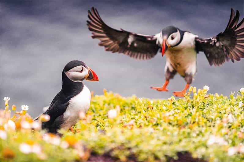 From Reykjavik: Puffin and Volcano Tour in Westman Islands - Elephant Rock and the best puffin spotting on Vestmannaeyjar