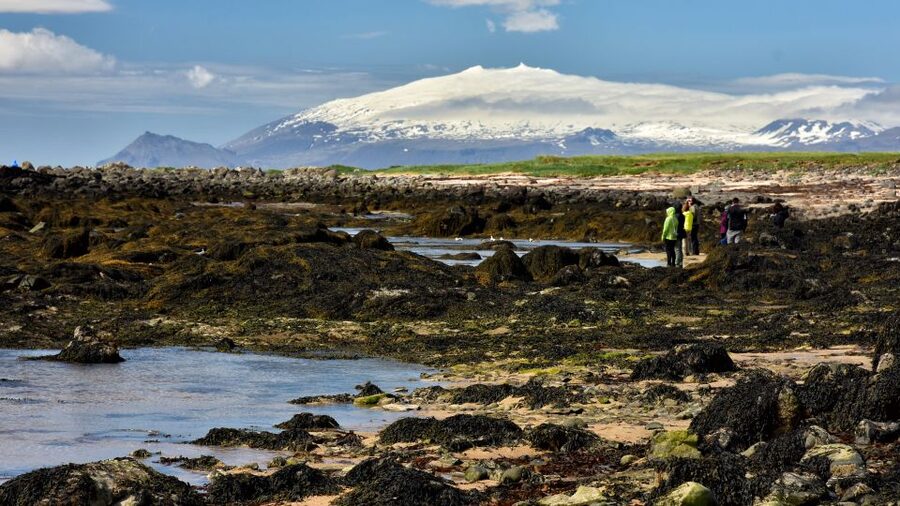 From Reykjavik: Snaefellsnes - Small Group, Lunch Included - Lunch in Arnarstapi: lamb soup is the reason to show up hungry