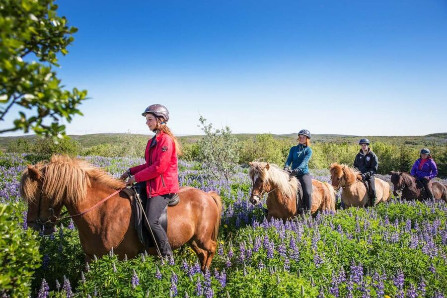 From Reykjavík: Viking Horseback Tour in Hafnarfjörður - Key highlights at a glance
