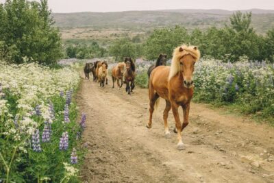 Viking Horseback Tour in Hafnarfjörður