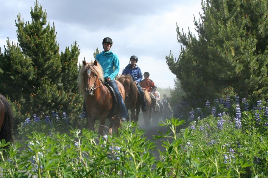 From Reykjavík: Viking Horseback Tour in Hafnarfjörður - Value check: why about $246 can make sense for an intermediate rider