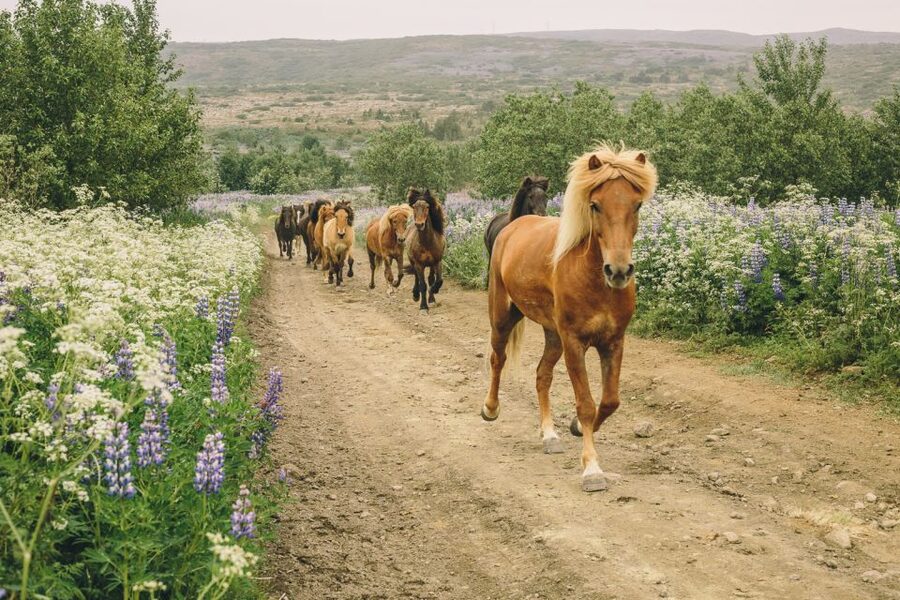 From Reykjavík: Viking Horseback Tour in Hafnarfjörður - The “strong intermediate” rule is the point, not a fine print detail