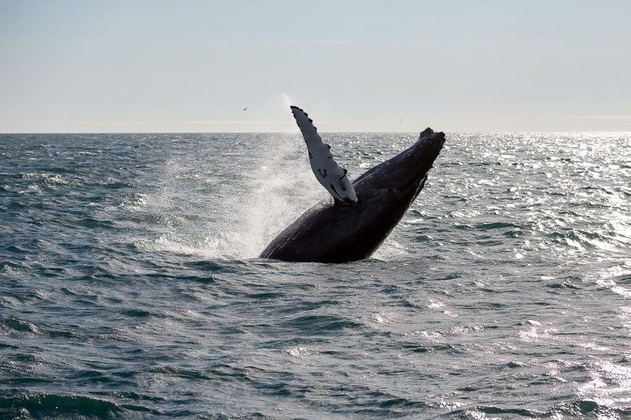 From Reykjavik: Whale Watching Tour - Key things to know before you go