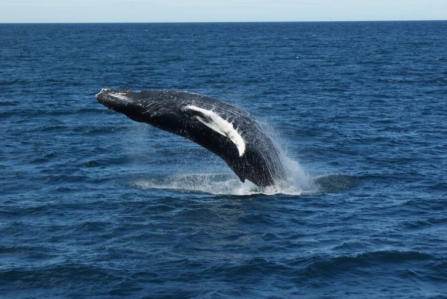 From Reykjavik: Whale Watching Tour - Price and value: is about $103 fair for 3.5 hours?