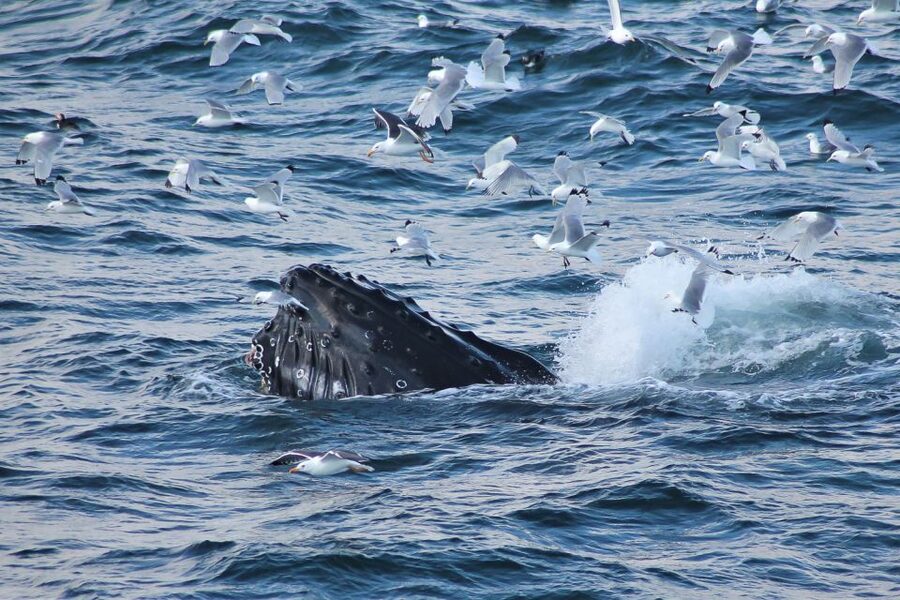 From Reykjavik: Whale Watching Tour - Faxaflói Bay whale watching: why this tour feels worth it
