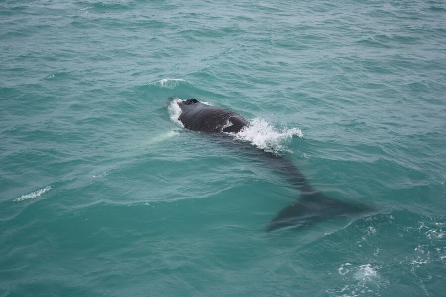 From Reykjavik: Whale Watching Tour - Kollafjöður: the quiet stop that sets the scene
