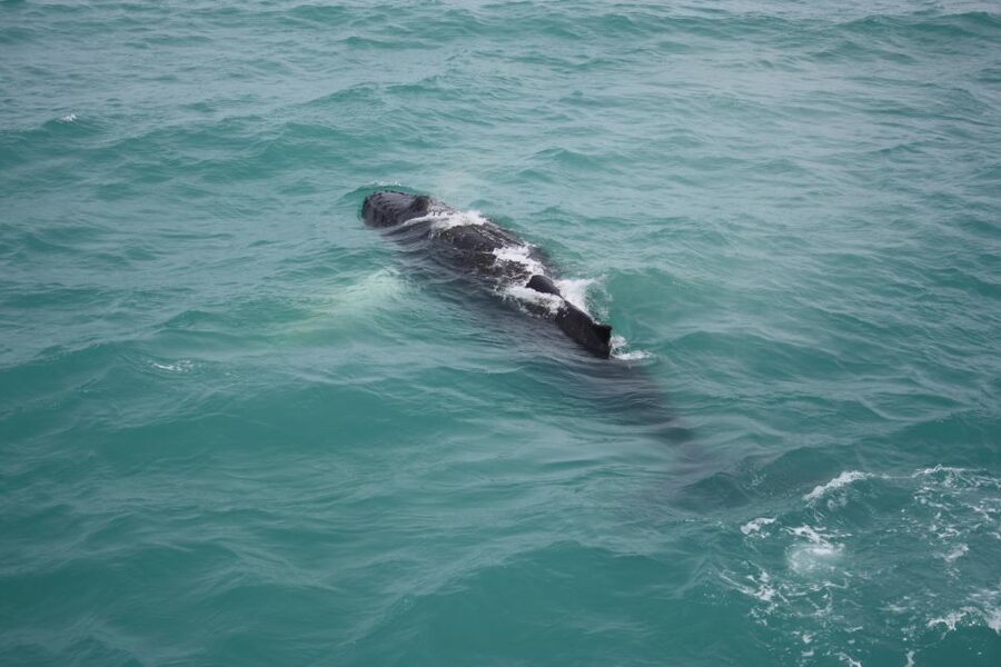 From Reykjavik: Whale Watching Tour - The chase in Faxaflói Bay: dolphins, humpbacks, and patience