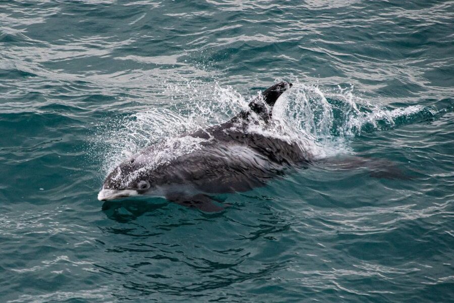 From Reykjavik: Whale Watching Tour - The view: mountains, a ring of peaks, and Snaefellsjökull on clear days
