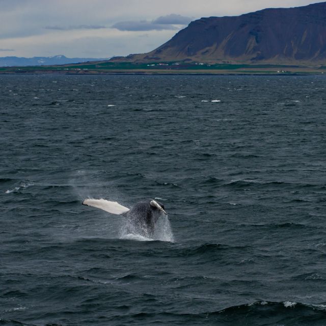 From Reykjavik: Whale Watching Tour - What the guide does: why the narration can make or break the trip