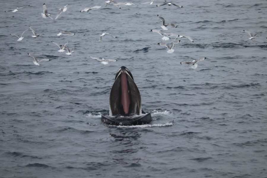 From Reykjavik: Whale Watching Tour - The photos and the included second tour if sightings are limited