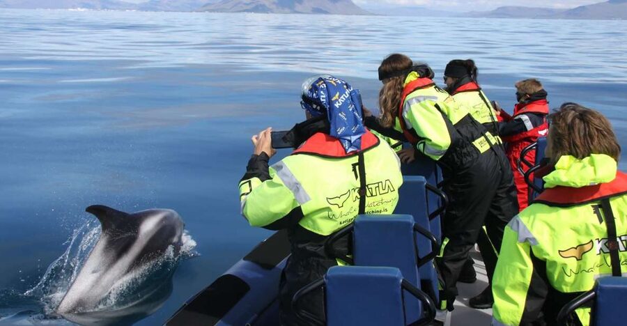 From Reykjavik: Whale Watching Tour by Speedboat - Key things I’d watch for on this Reykjavik whale watching speedboat