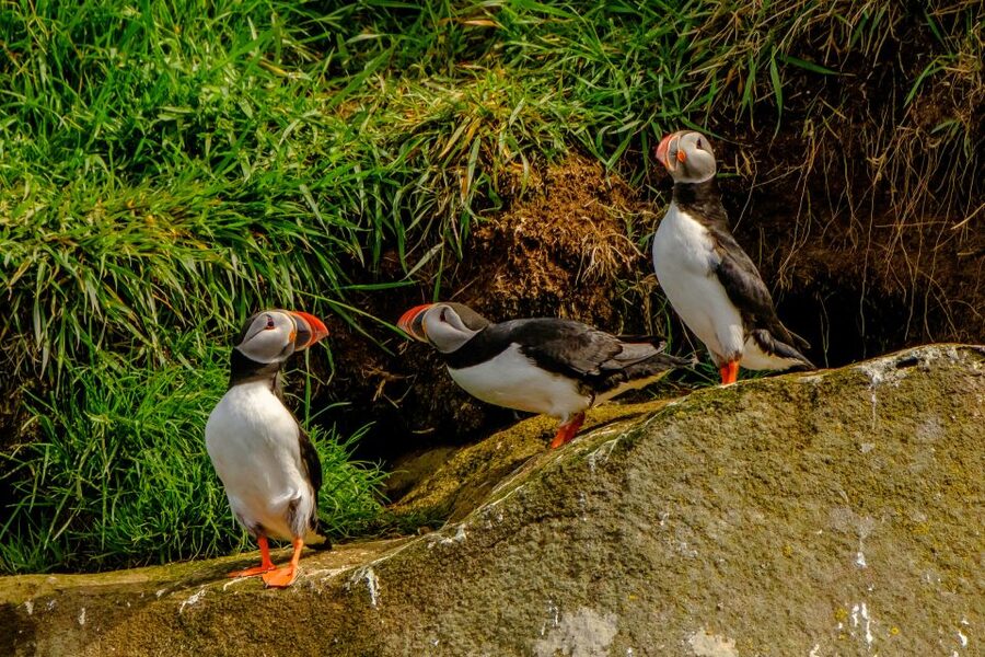From Reykjavik: Whale Watching Tour by Speedboat - Should you book this Reykjavik whale watching speedboat tour?