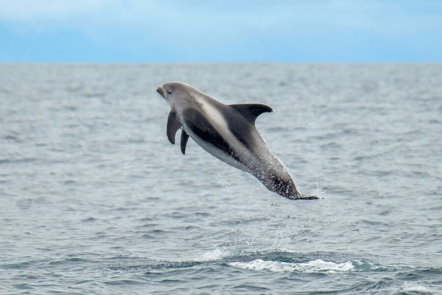 From Reykjavik: Whale Watching Tour by Speedboat - Reykjavik Harbor Start, right by Harpa and Sun Voyager