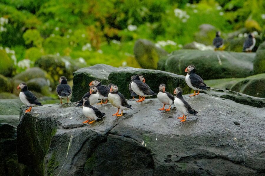 From Reykjavik: Whale Watching Tour by Speedboat - Comfort and safety gear: what you actually need to bring