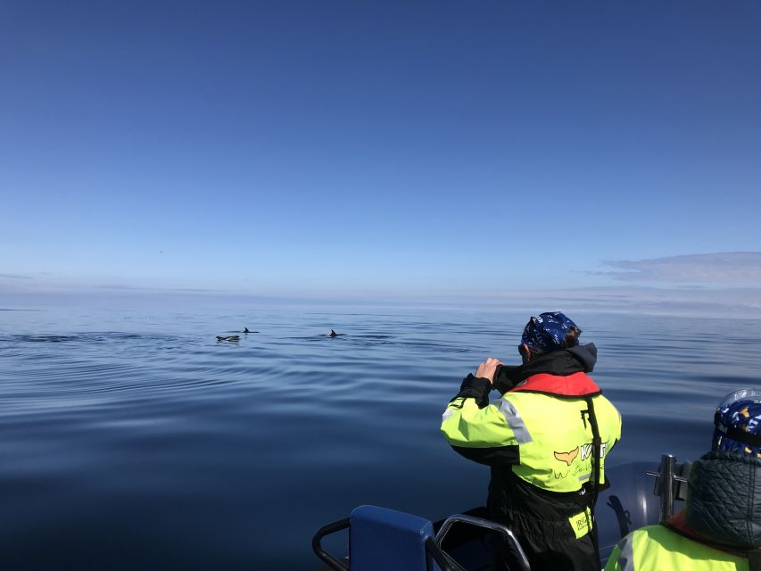 From Reykjavik: Whale Watching Tour by Speedboat - Price and value: what $192 buys you in real-world terms