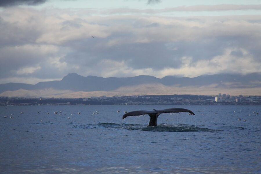 From Reykjavik: Whale Watching Tour by Speedboat - Who this tour suits best (and who should pick something else)