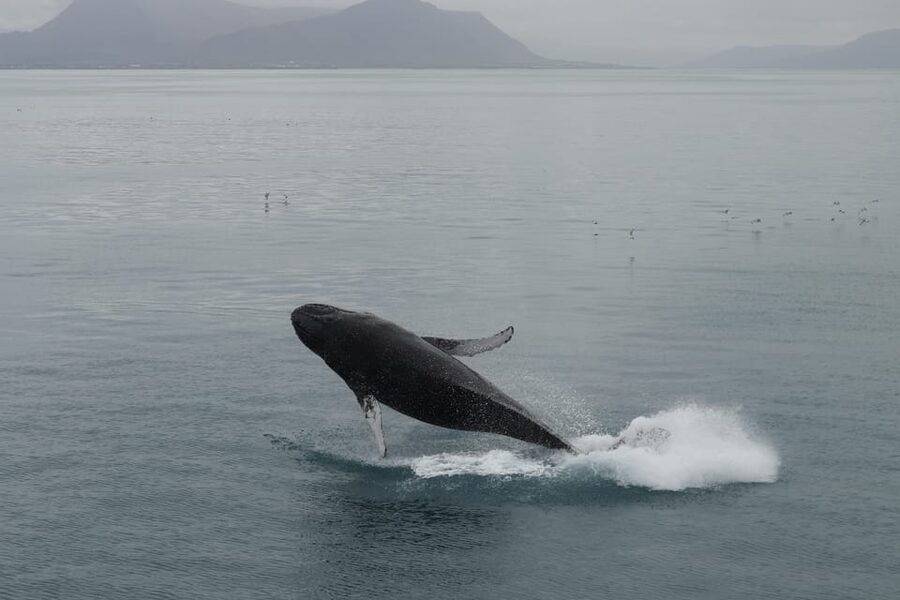 From Reykjavik: Whale Watching Tour - Geirsgata 11 and the short Reykjavík start