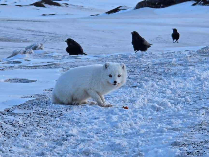 From Vík: Katla FastTrack Ice Cave Tour - Guides: the reason this trip feels smooth