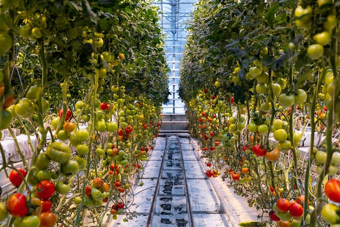 Golden Circle and Lunch at Fridheimar Tomato Farm - with photos - Price and value: is $255 per person worth it?