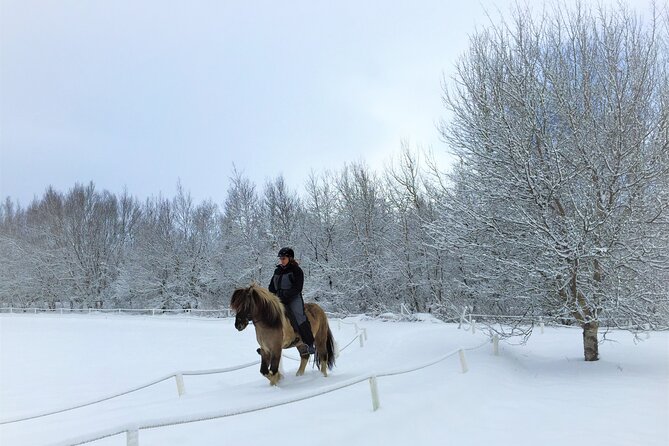 Golden Circle, Fridheimar Farm & Horses Small Group Tour from Reykjavik - The Wi-Fi minibus, pickup timing, and why comfort matters